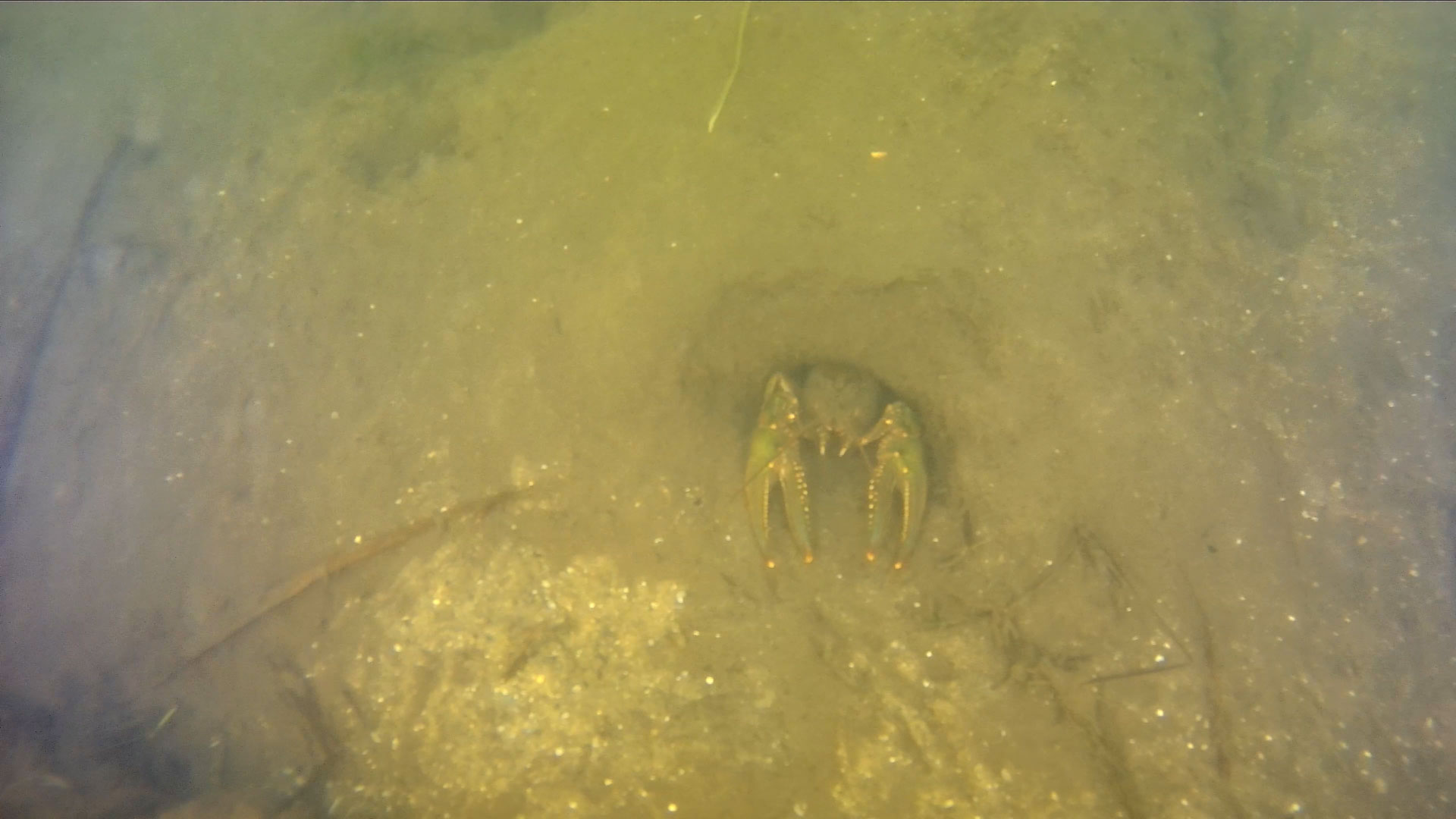 crayfish-underwater-video-kent-lake-michigan.jpg