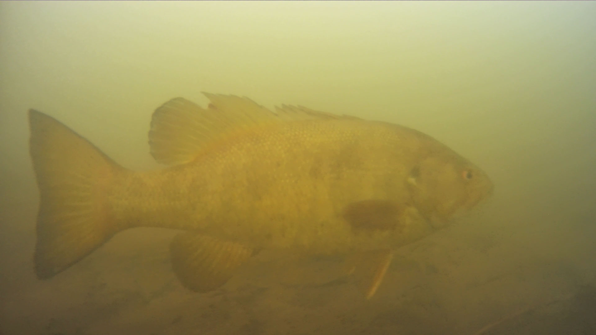 smallmouth-bass-underwater-drone-kent-lake-michigan.jpg