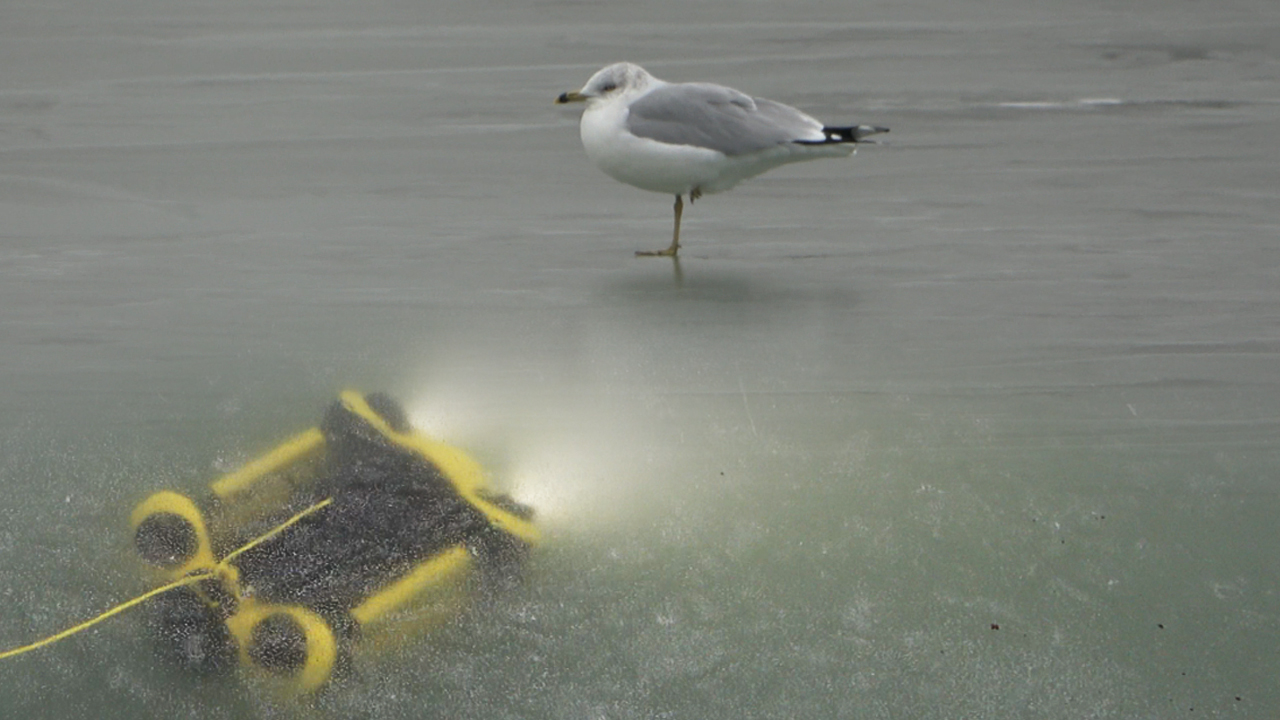 sneaking-up-on-bird-underwater-drone.jpg