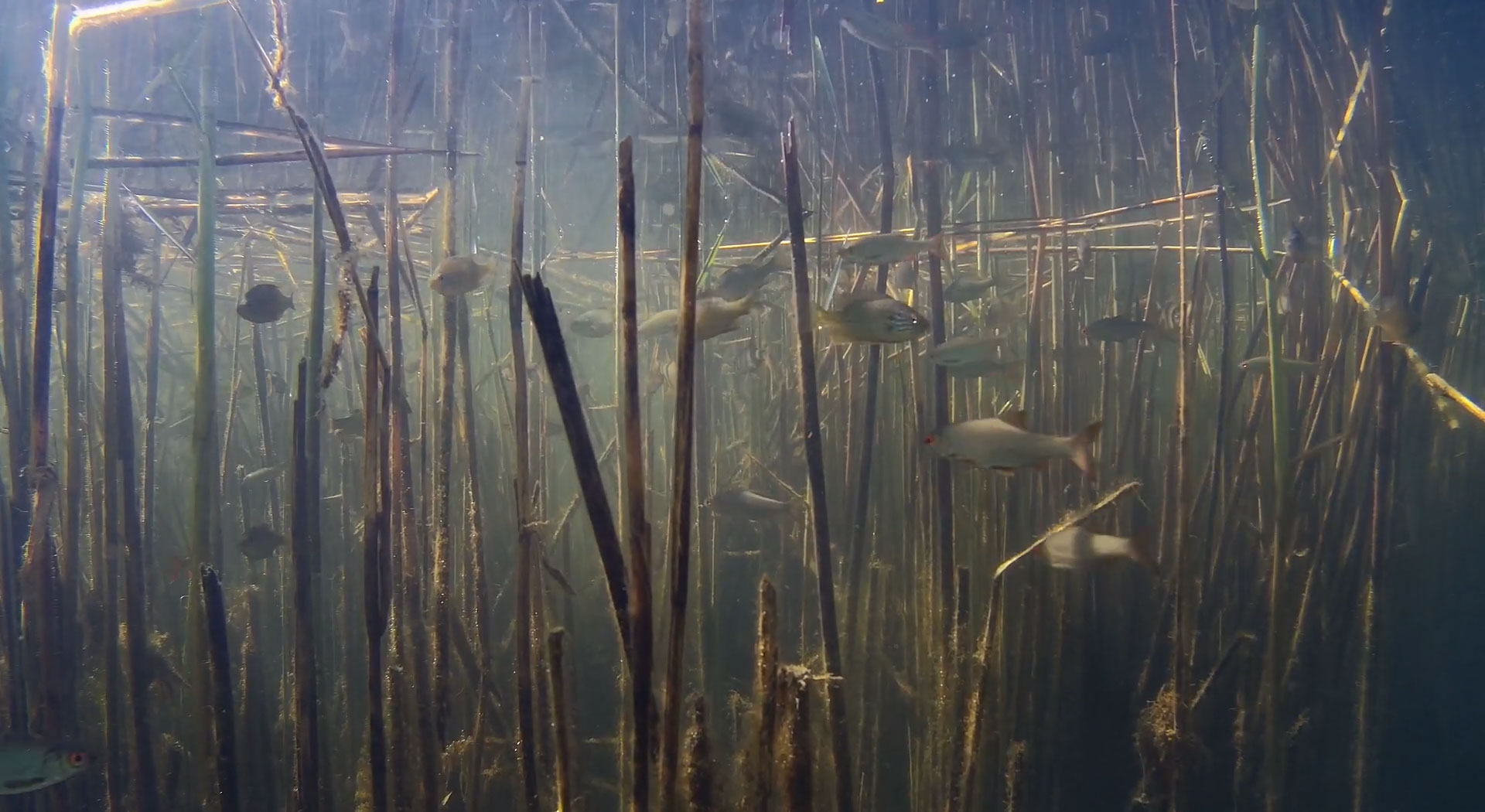 underwater-footage-fish.jpg