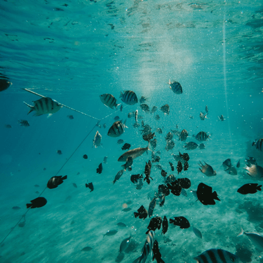 aquaculture-inspection-rov-underwater-drone.png