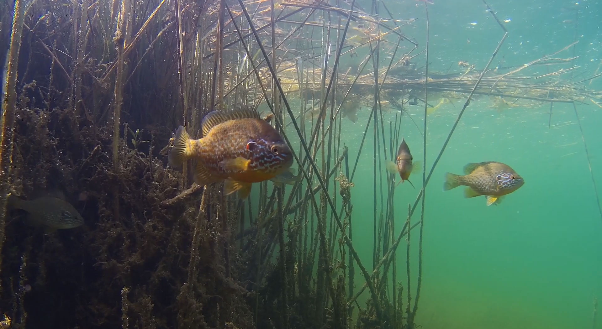 bluegill-panfish-underwater-drone.jpg