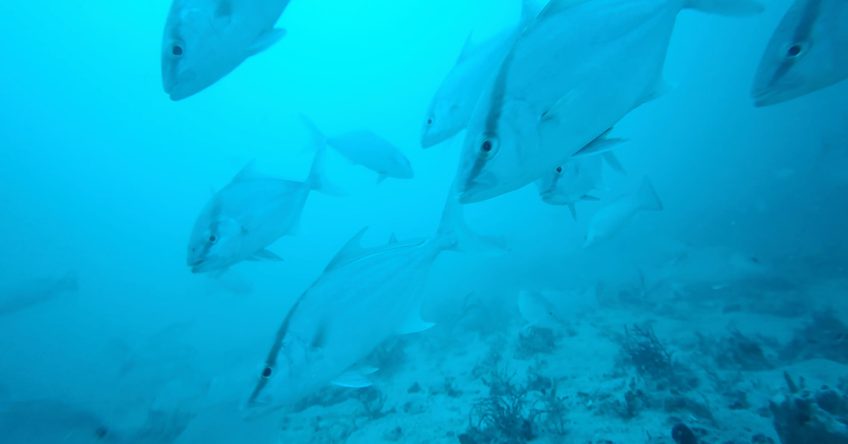 D017E05D-571F-4CB1-9359-D397AFF91C75.jpeg