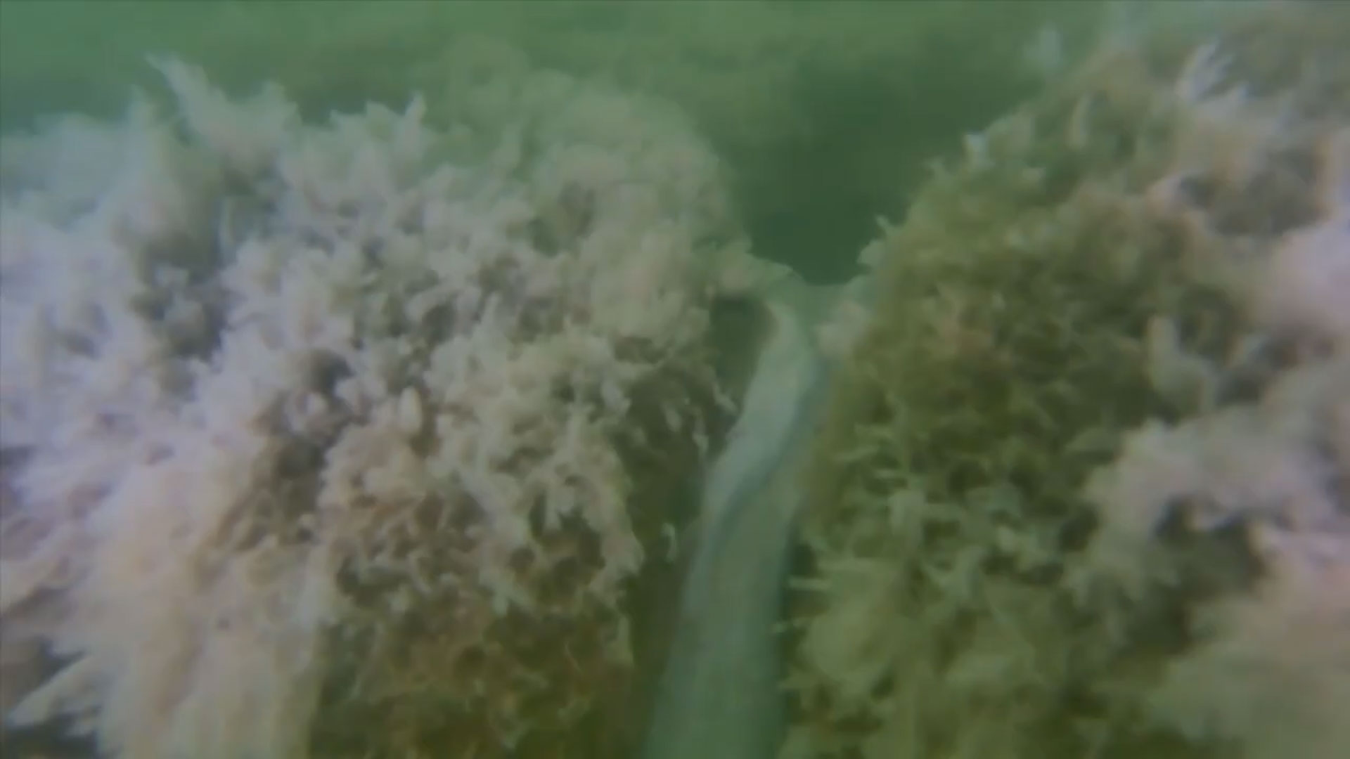 find-oil-seep-underwater-rov.jpg