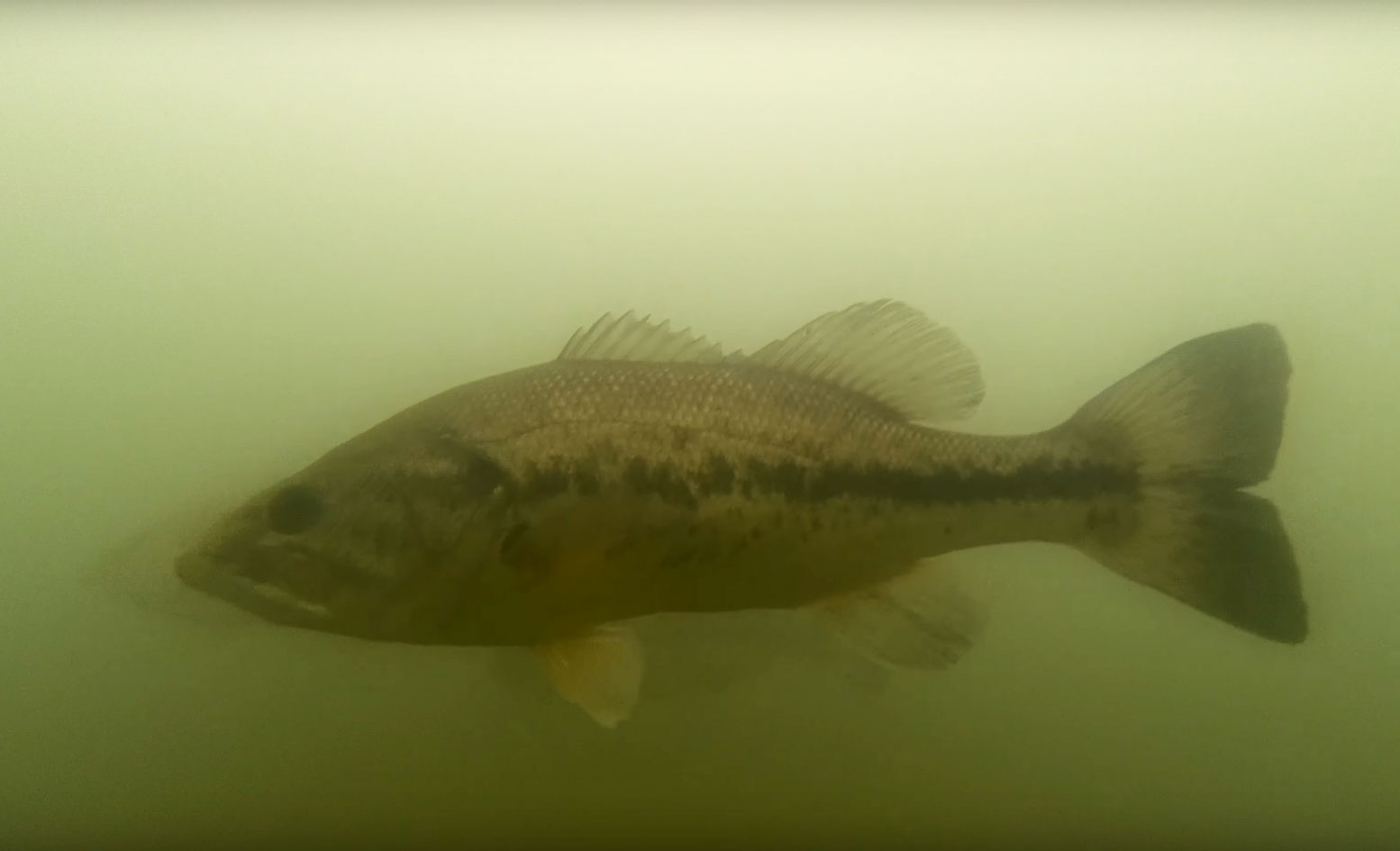 geneinno-t1-underater-drone-largemouth-bass.jpg