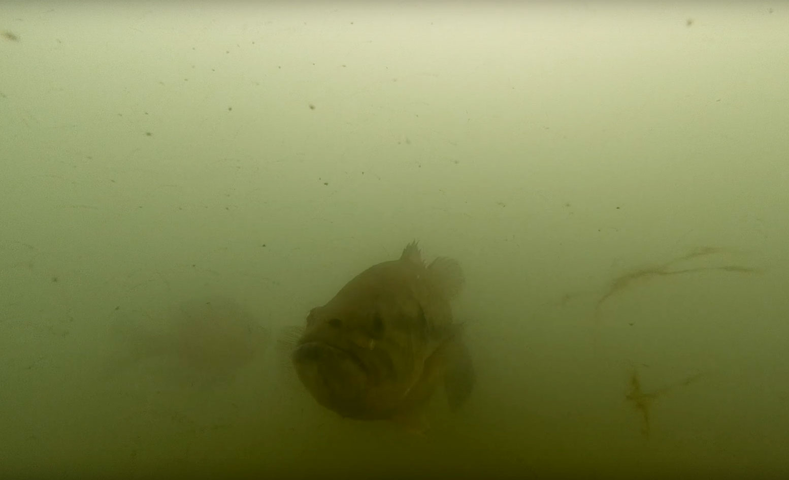 largemouth-bass-lake-st-clair.jpg