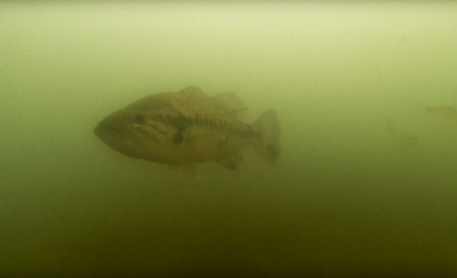 largemouth-bass-underwater.jpg