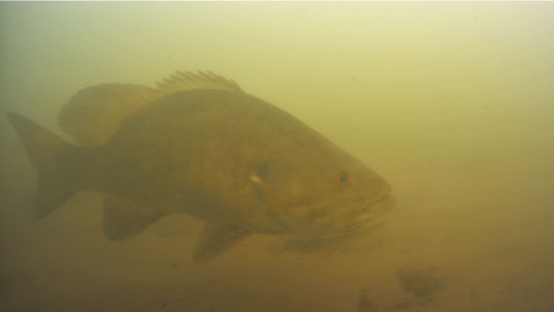 smallmouth-bass-underwater.jpg