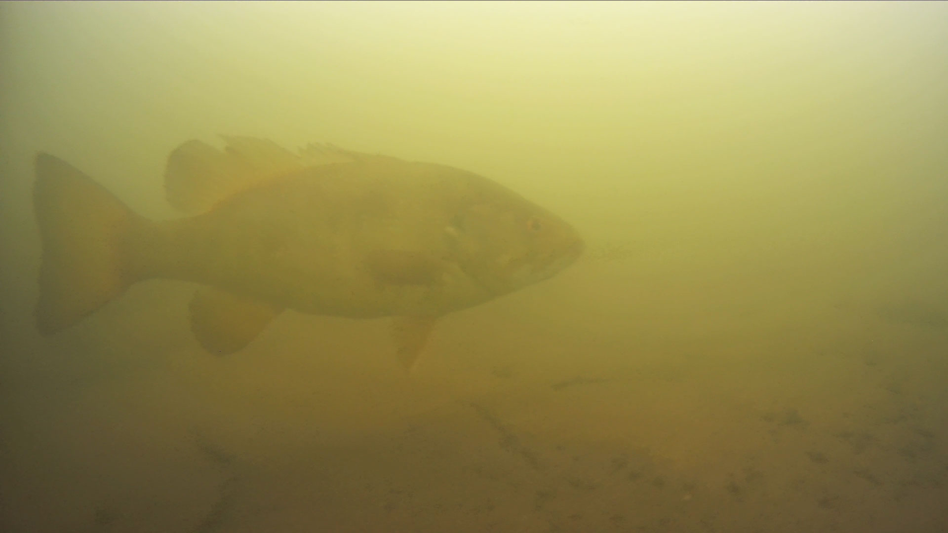 smallmouth-bass-underwater-kent-lake.jpg