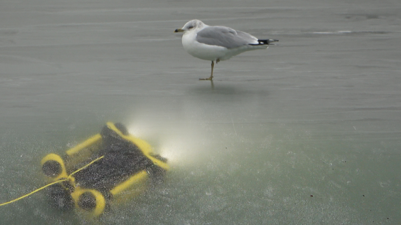 sneaking-up-on-bird-underwater-drone.jpg