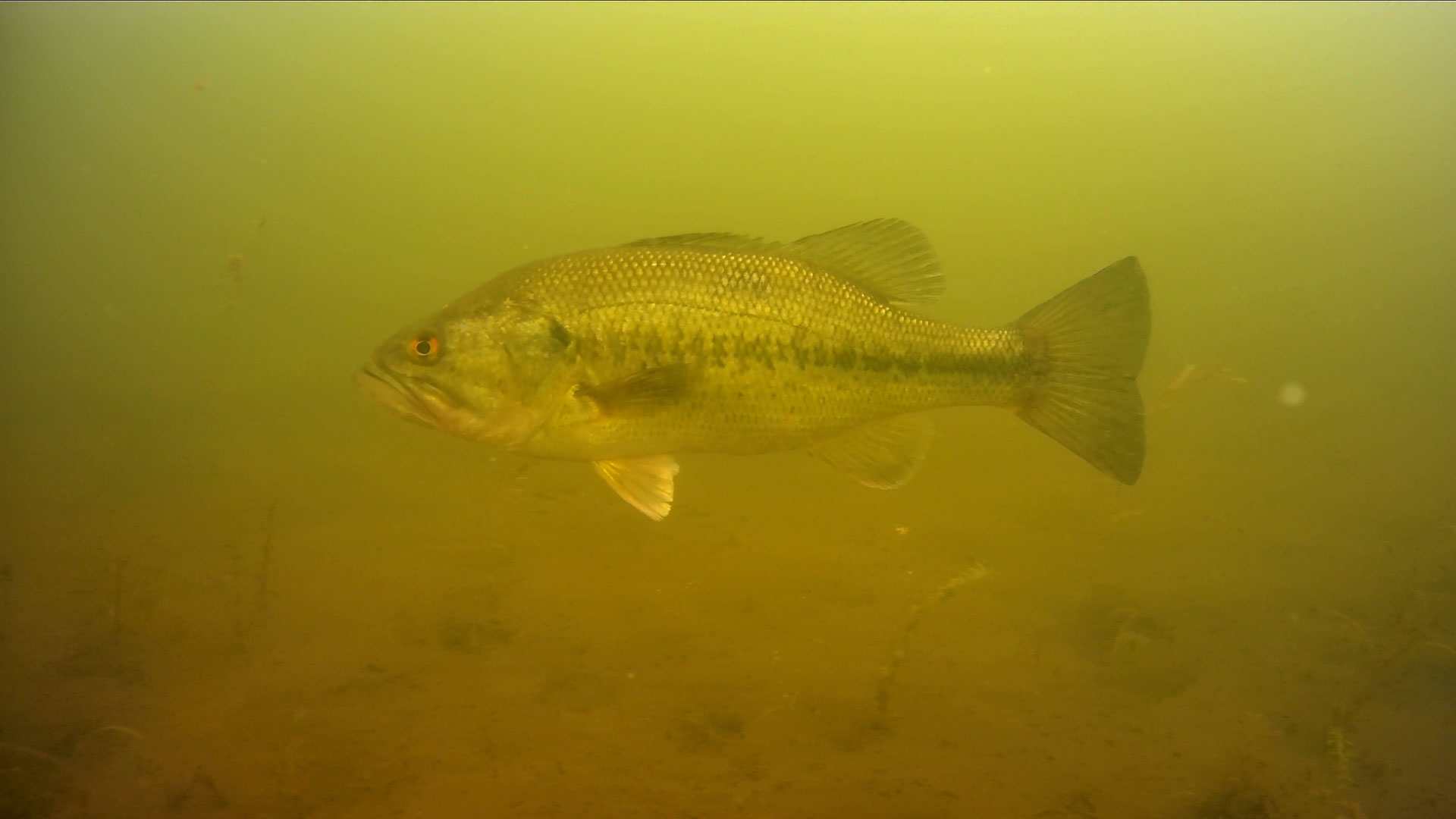 underwater-footage-largemouth-bass.jpg