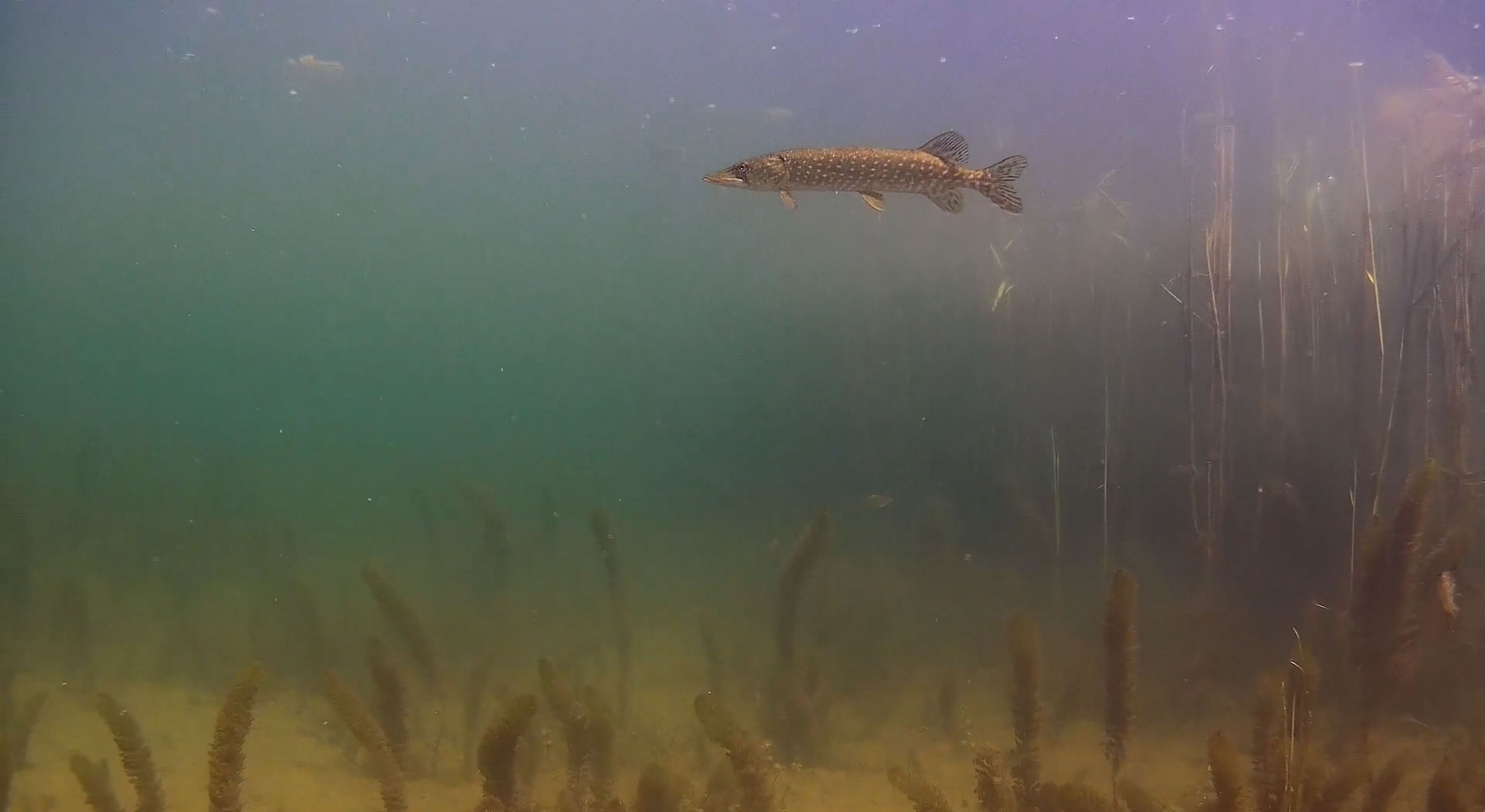 underwater-northern-pike.jpg