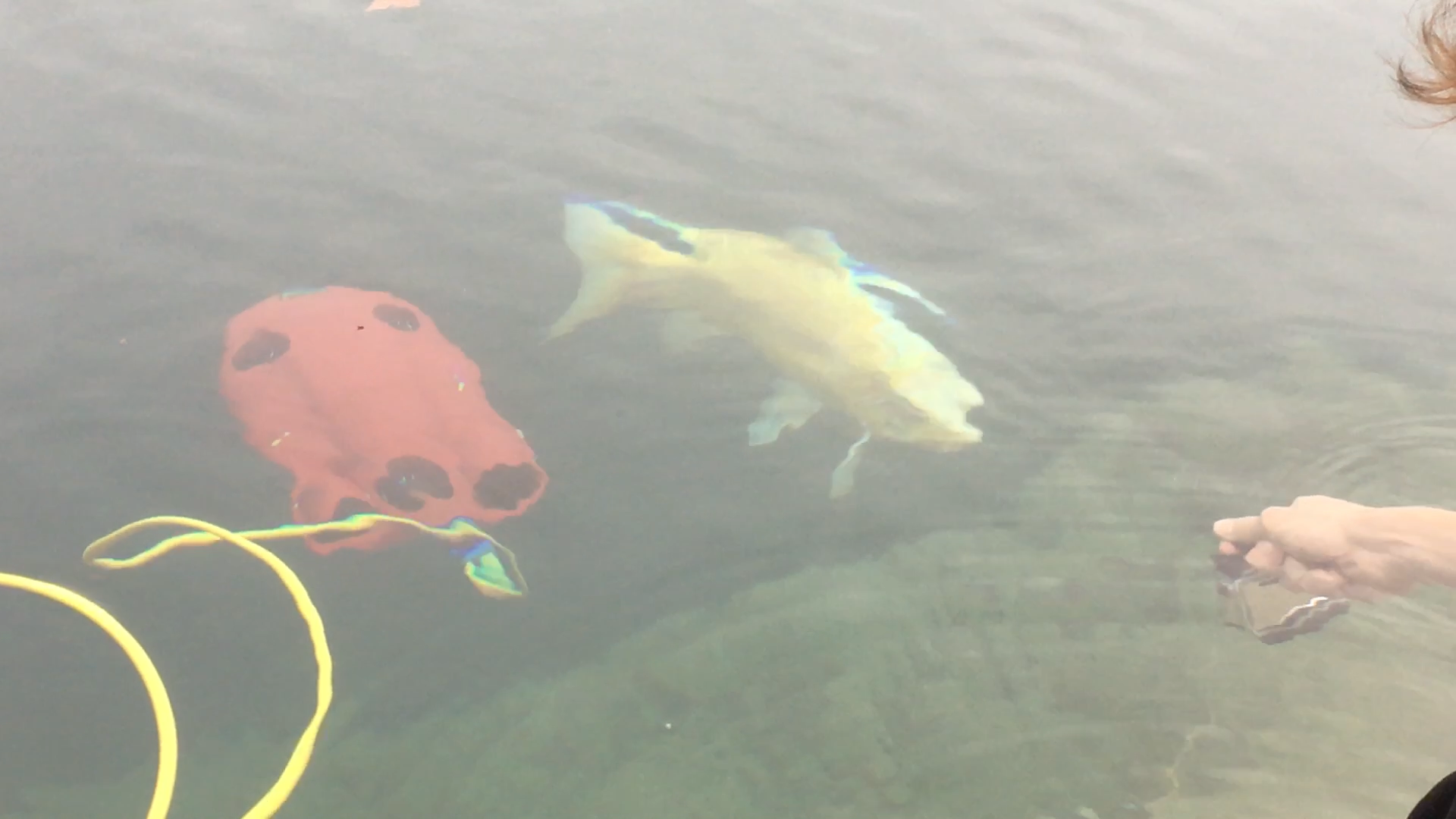 fish dance